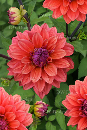 Dahlia American Dawn